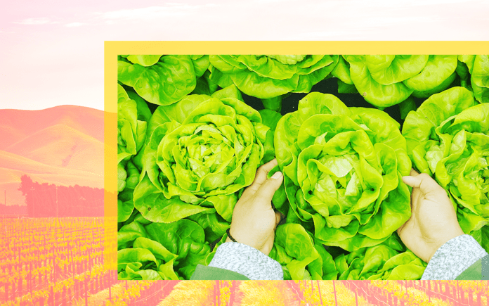 How IoT soil condition monitoring is Empowering Farmers An image of two hands holding lettuce on a backdrop of a farm